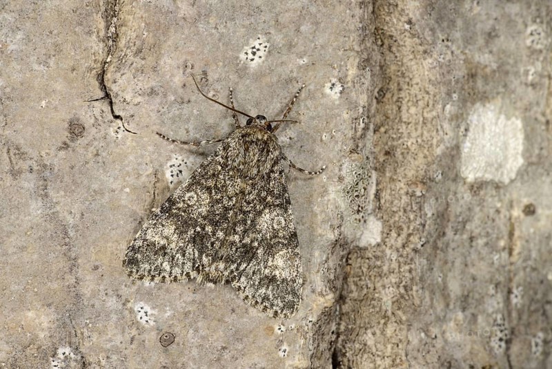 Poplar Grey Moth
