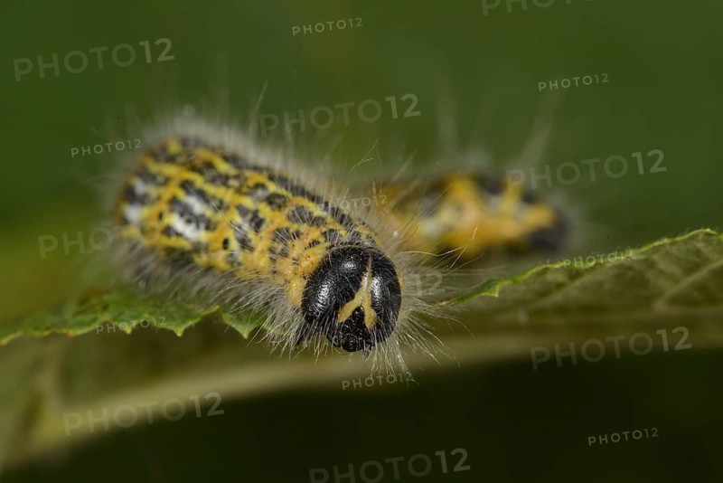 Buff-tip Moth