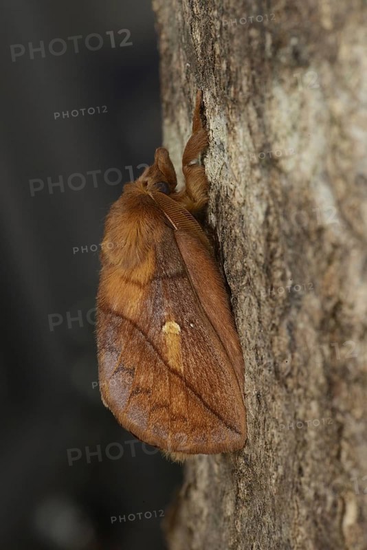 Drinker Moth