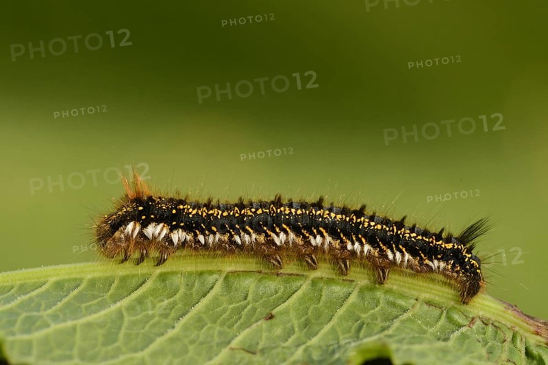 Drinker Moth