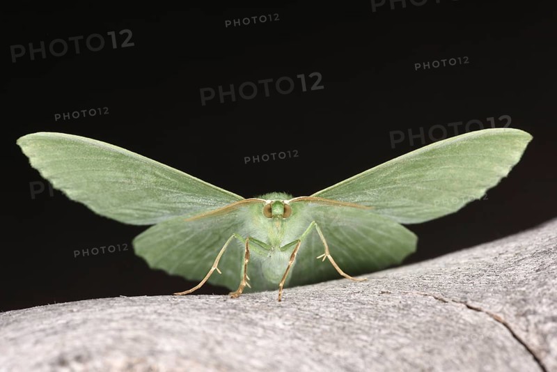 Large Emerald Moth