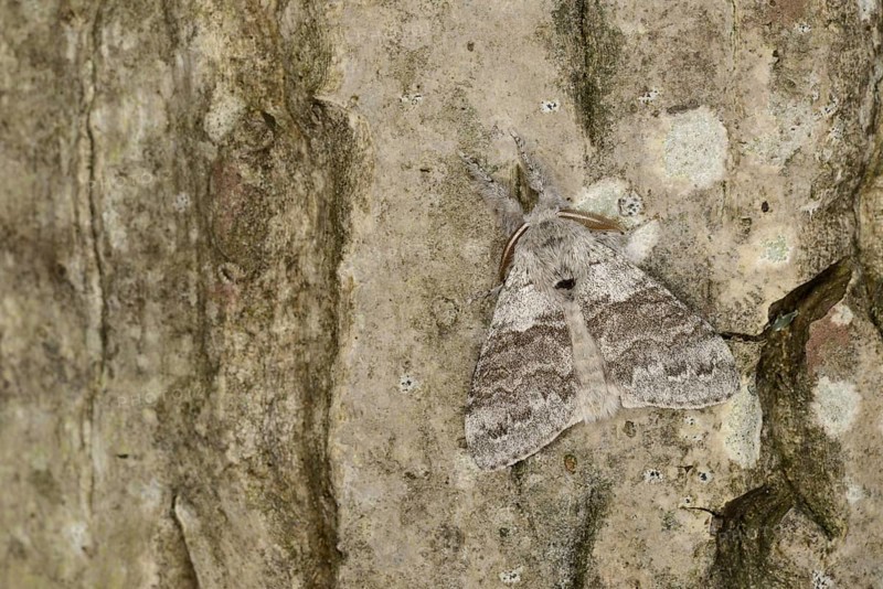 Pale Tussock