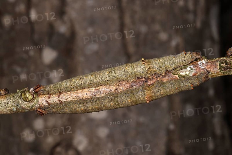 Rosy Underwing Moth