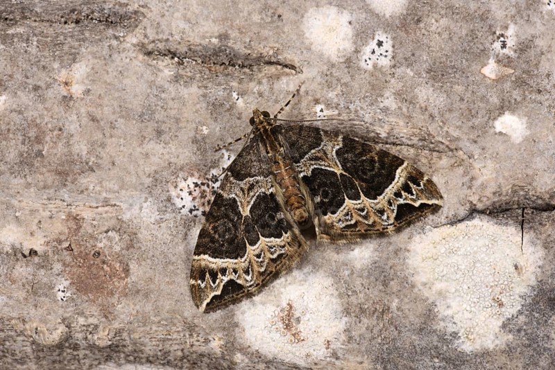 Small Phoenix Moth