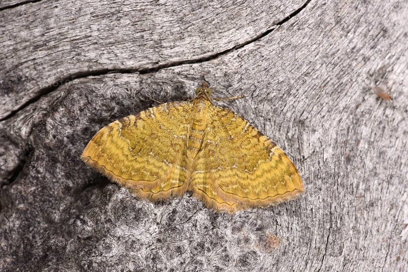 Yellow Shell Moth