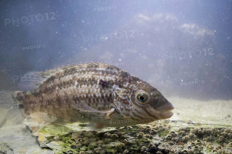 Corkwing Wrasse