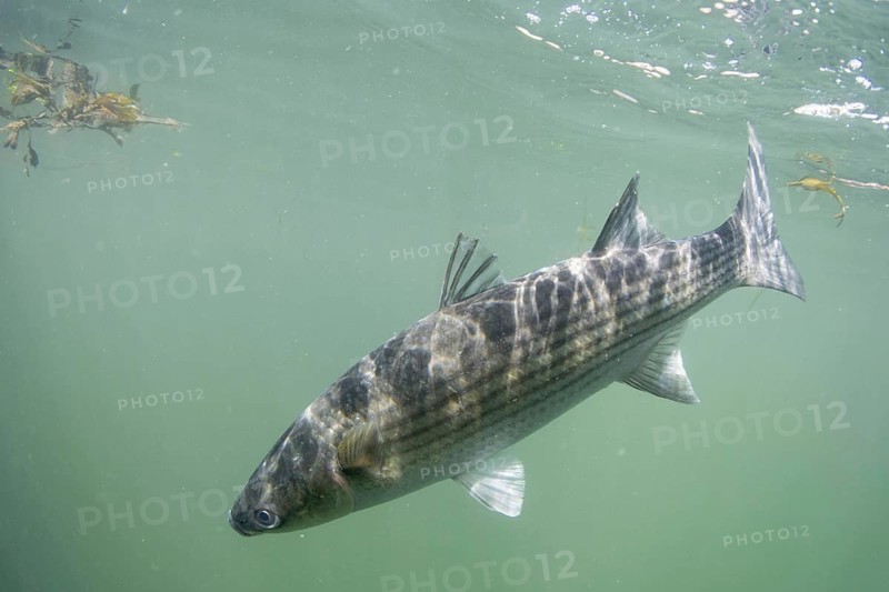 Thick Lipped Mullet