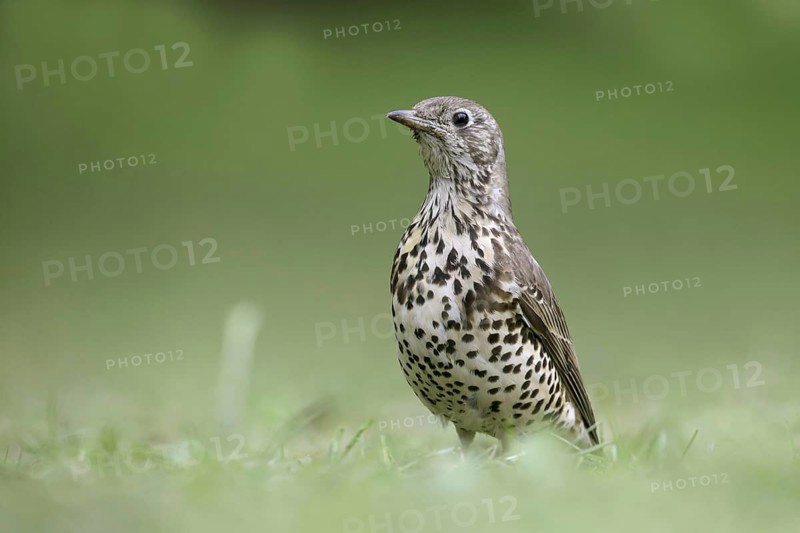 Mistle Thrush