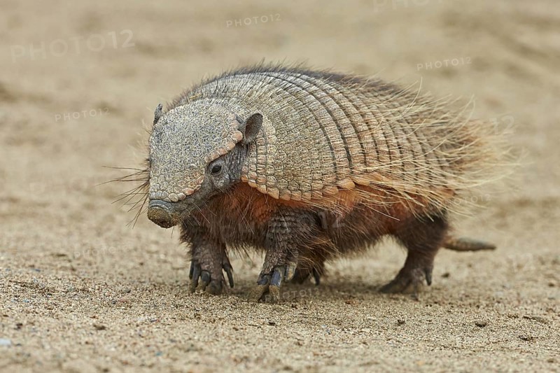 Big Hairy Armadillo