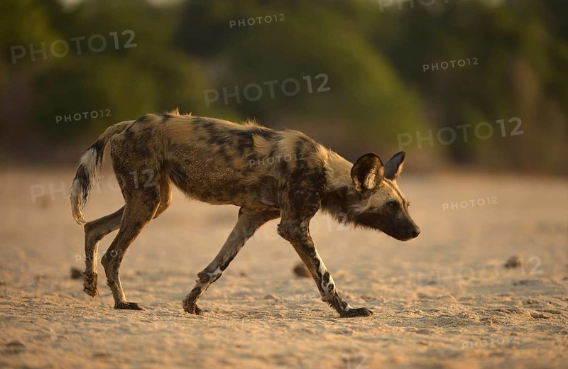 African Wild Dog