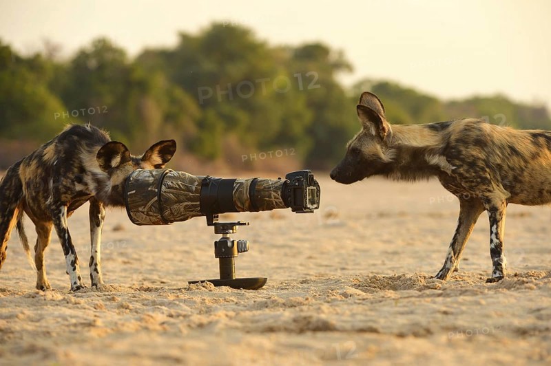 African Wild Dogs