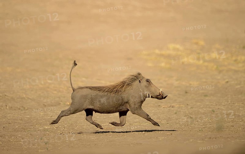 Common Warthog