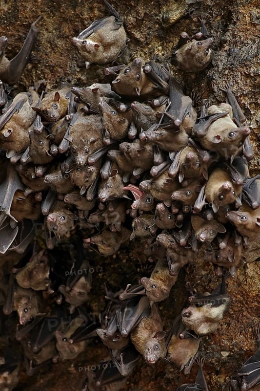 Cave Nectar Bat