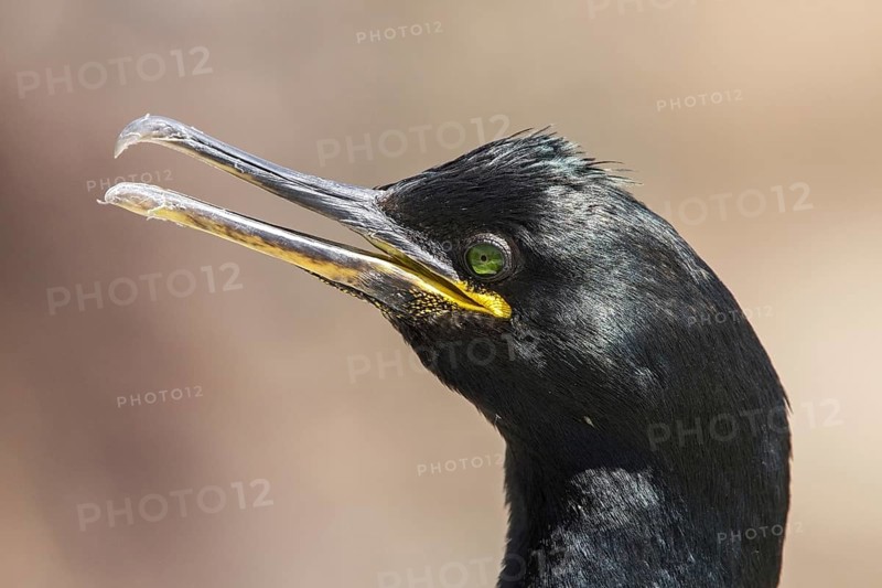 European Shag