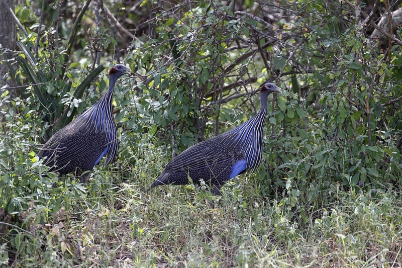 Vulturine Guineafowls