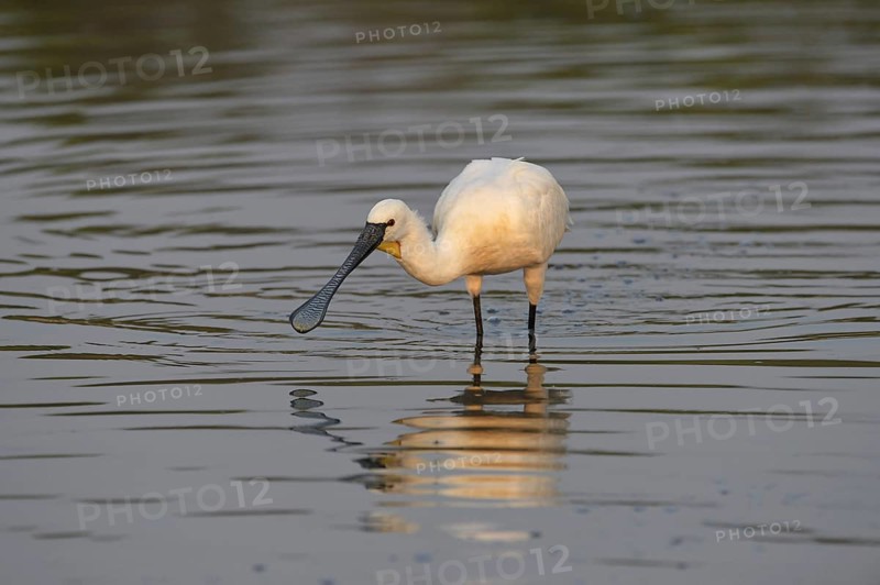 Eurasian Spoonbill