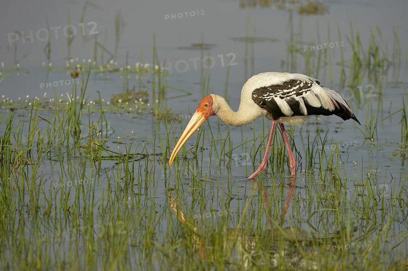 Painted Stork