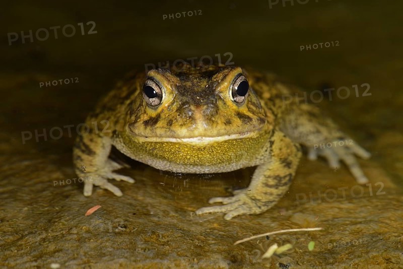 Eastern Olive Toad
