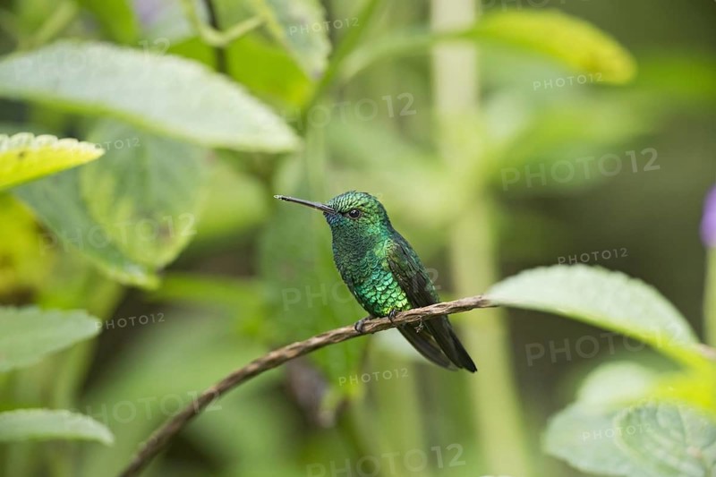 Blue-chinned Sapphire
