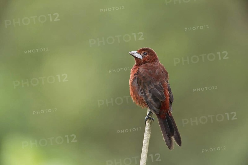 Silver-beaked Tanager