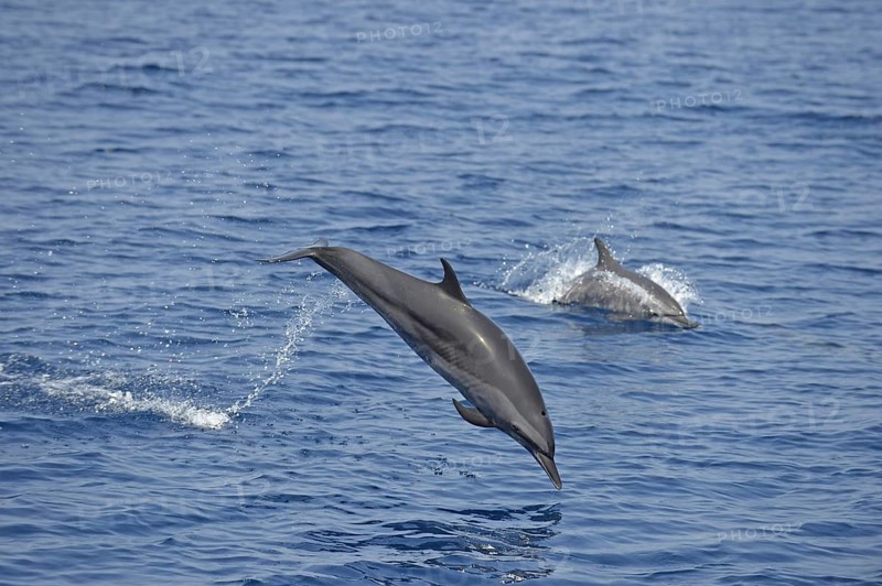 Spinner Dolphins