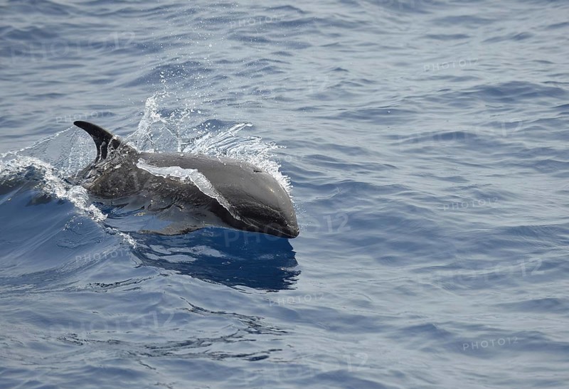 Melon-headed Whale