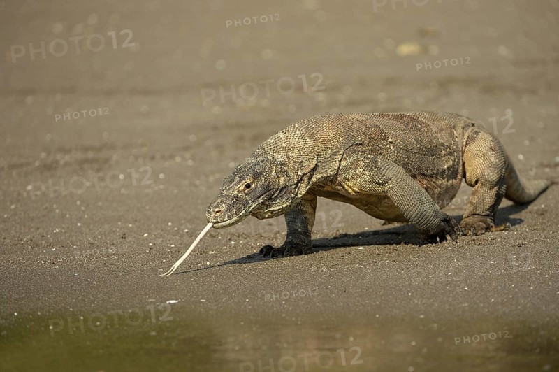 Komodo Dragon