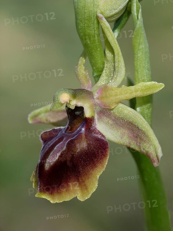 Alasian Orchid