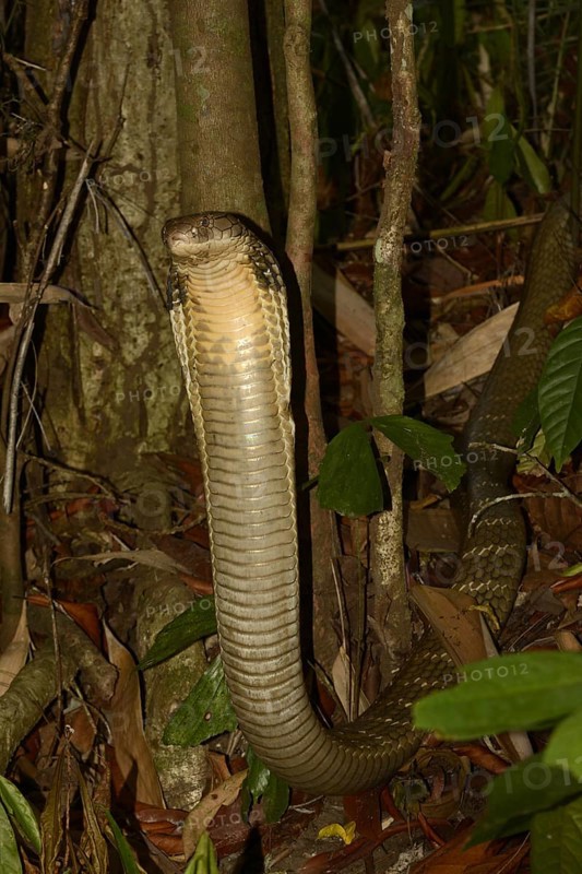 King Cobra