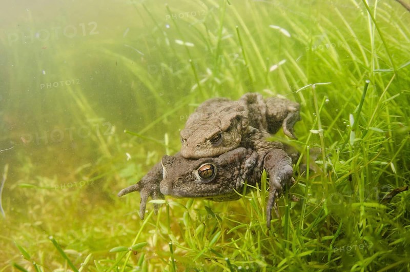 Common Toad