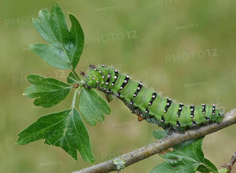 Emperor Moth