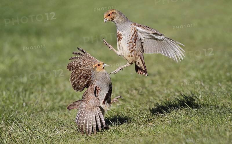 Grey Partridge