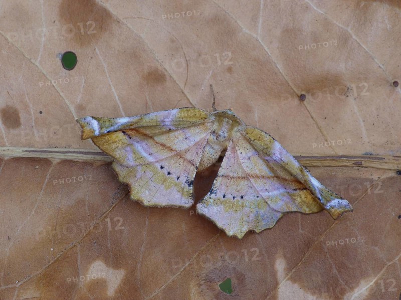Lilac Beauty Moth