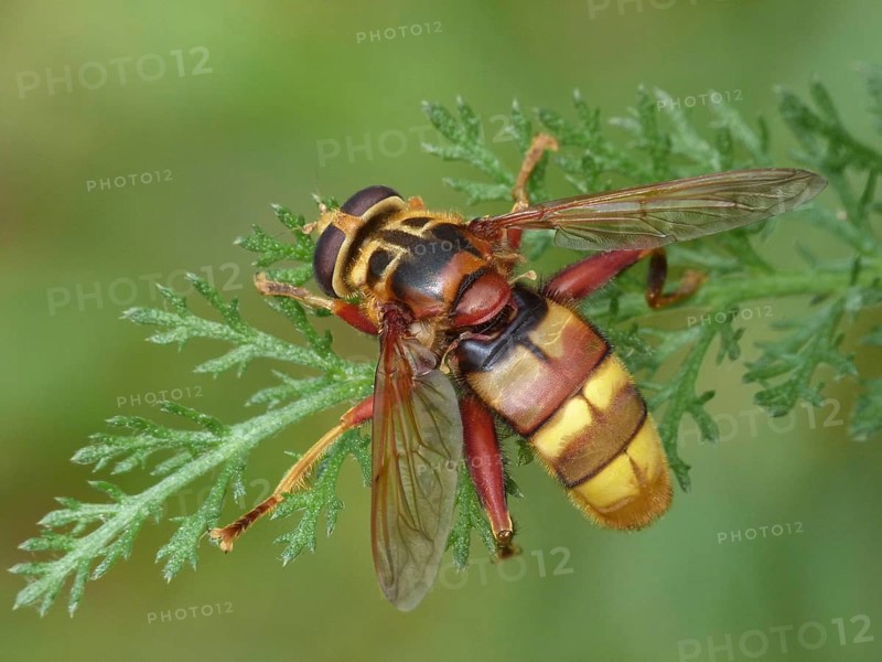 Hornet Hoverfly