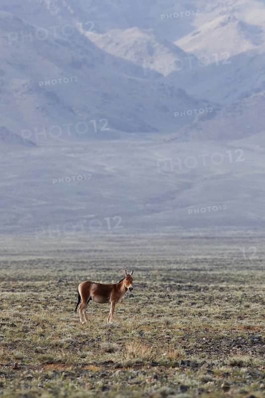 Asiatic Wild Ass
