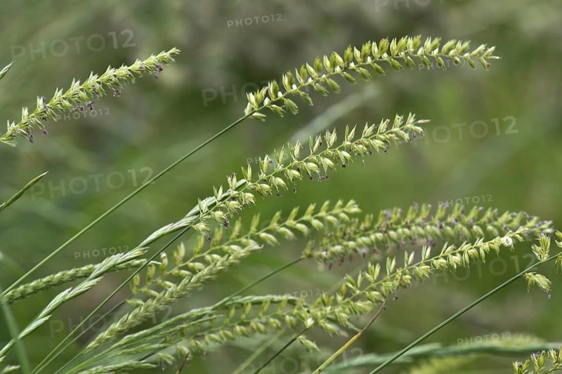 Crested dog's-tail