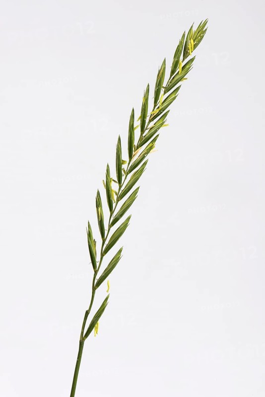 Couch grass