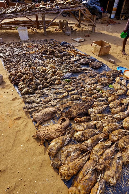 Sale of dead animals and animal heads
