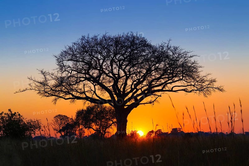 Silhouette of umbrella thorn acacia