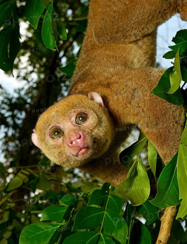 Bosman's potto