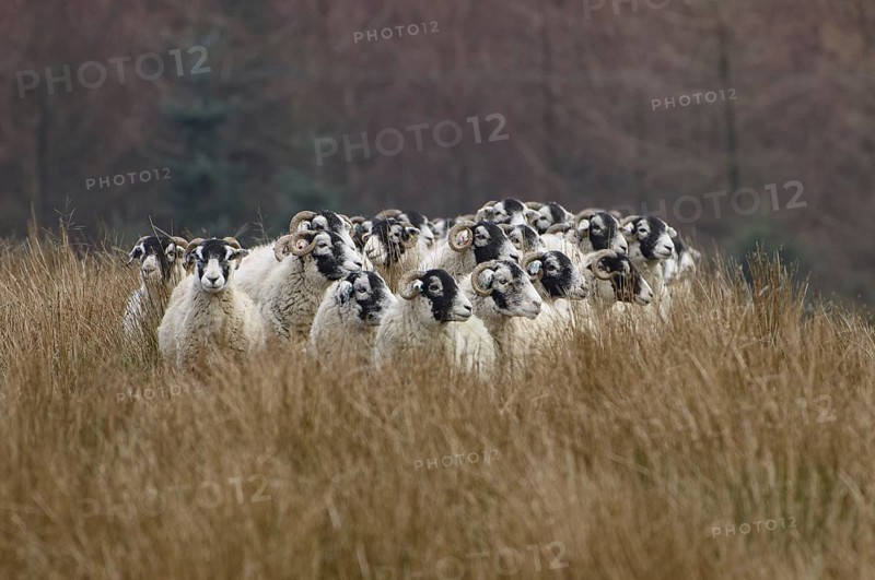 Swaledale