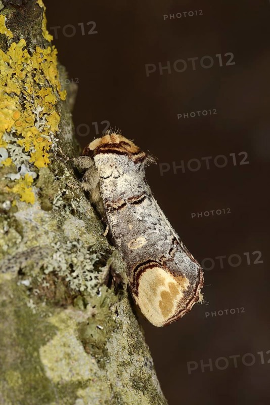 Buff-tip Moth