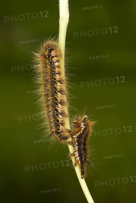 Drinker Moth
