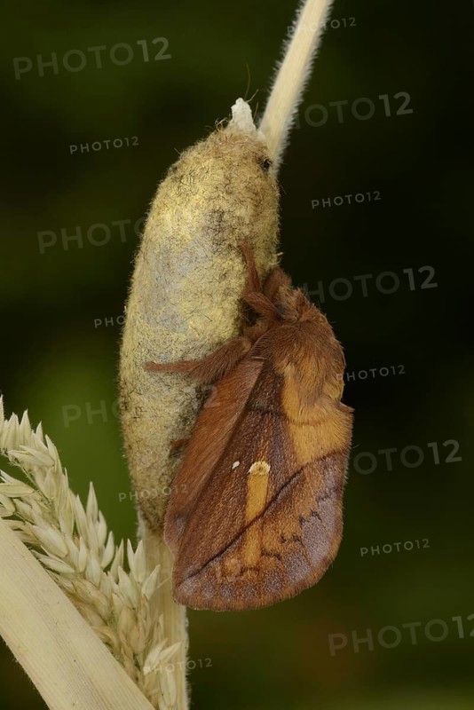 Drinker Moth
