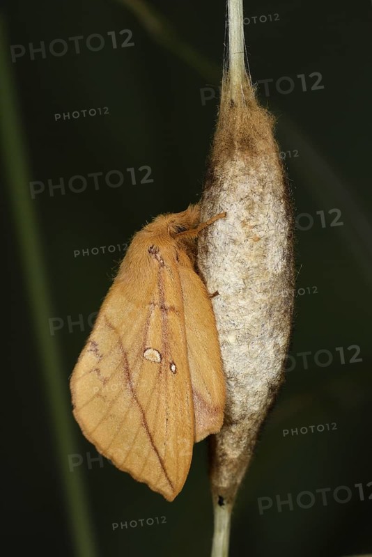 Drinker Moth