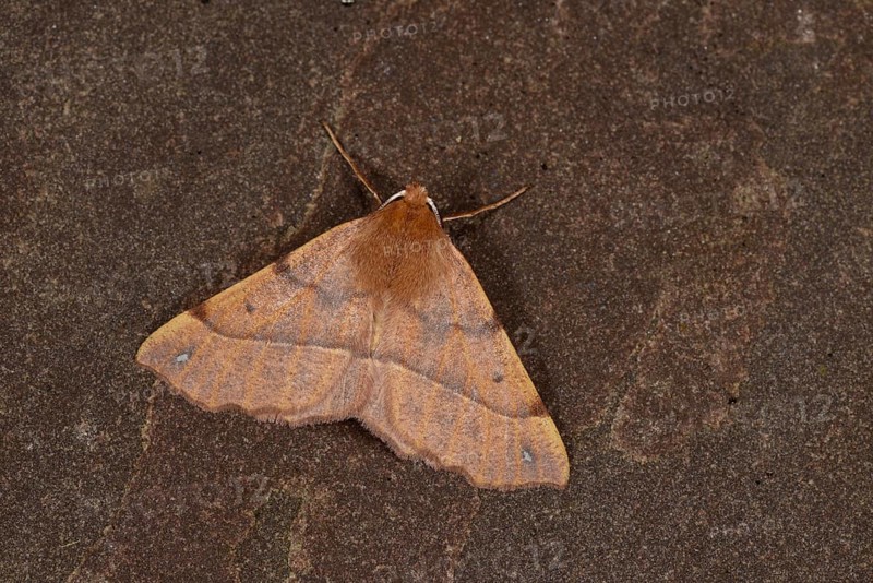 Feathered Thorn Moth
