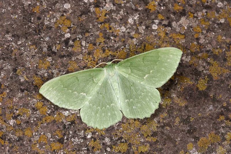 Large Emerald Moth