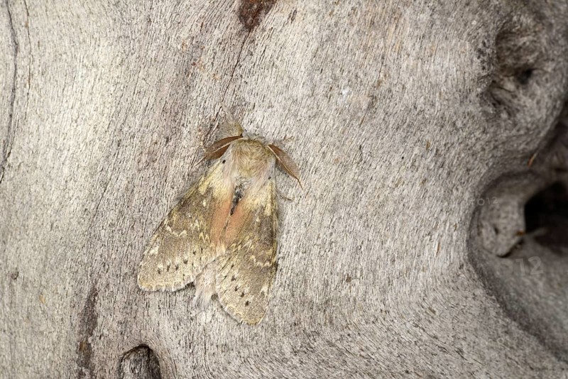 Lobster Moth