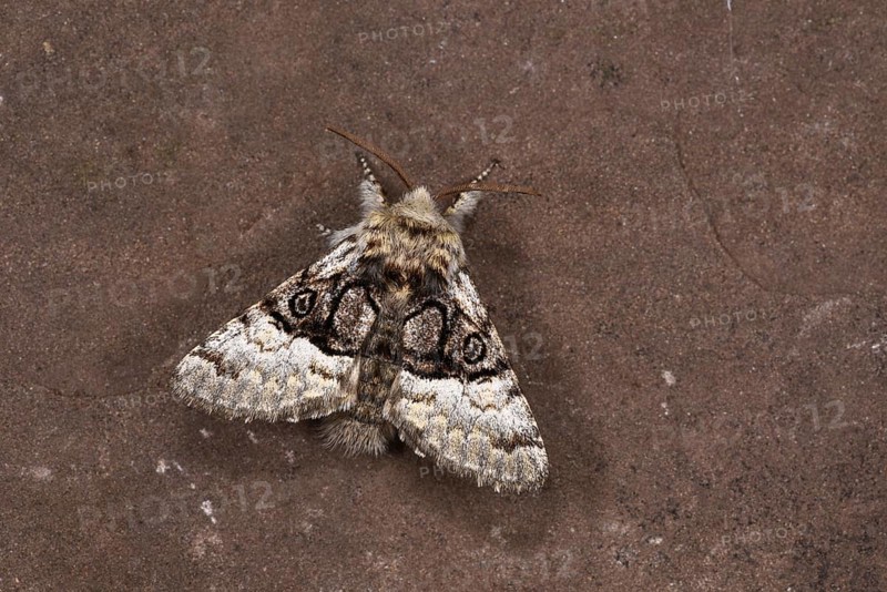 Nut-tree Tussock Moth