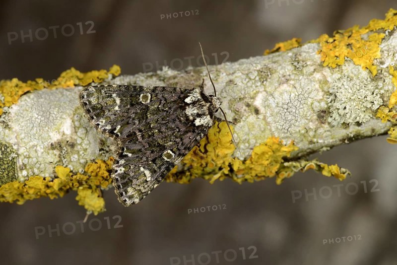 Coronet Moth
